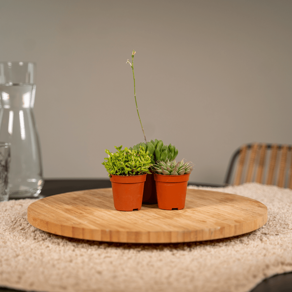 10× Vetplanten – Ø6 cm, 7 cm hoog