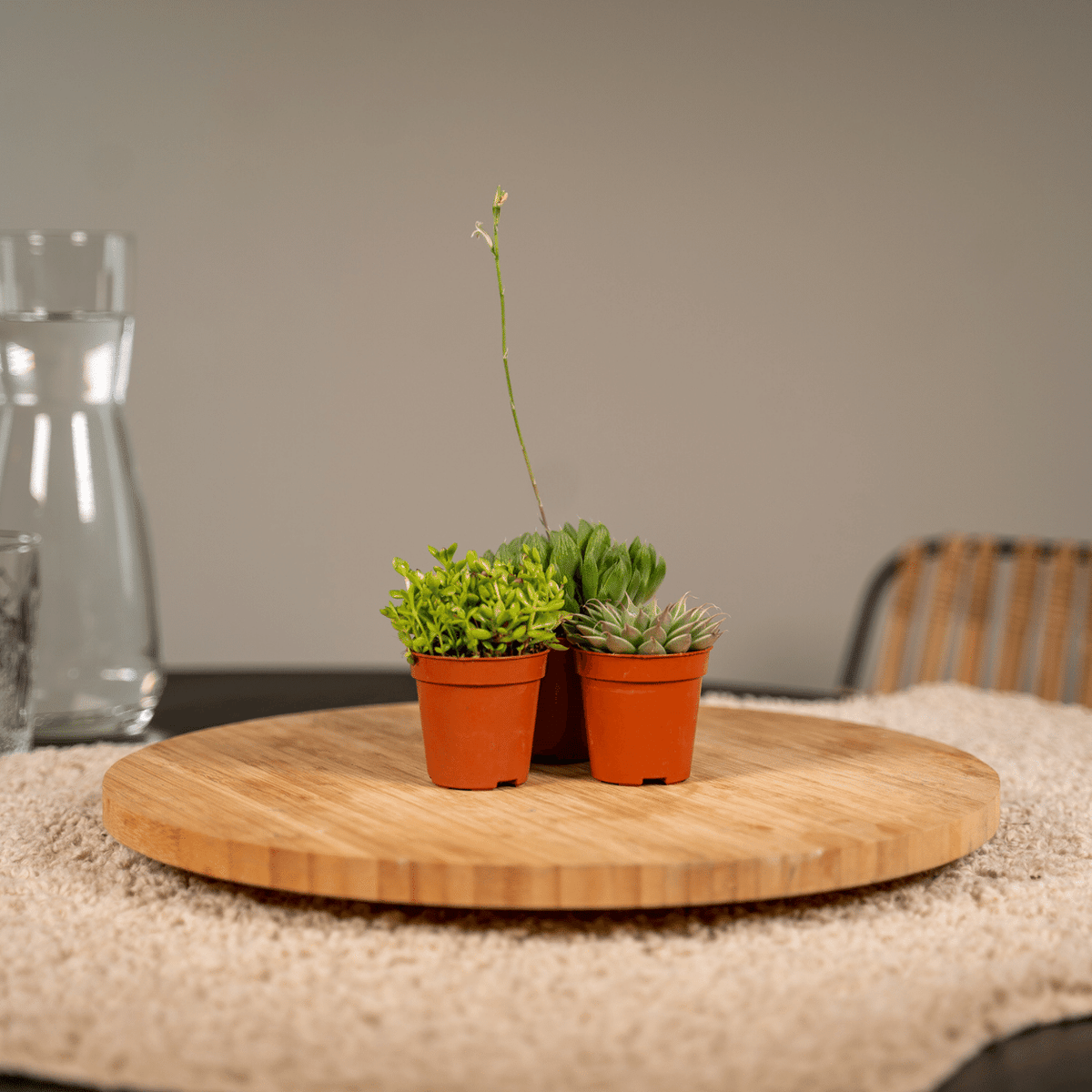 10× Vetplanten – Ø6 cm, 7 cm hoog
