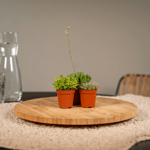 10× Succulenten Mix (vetplanten) – Ø6 cm, 7 cm hoog