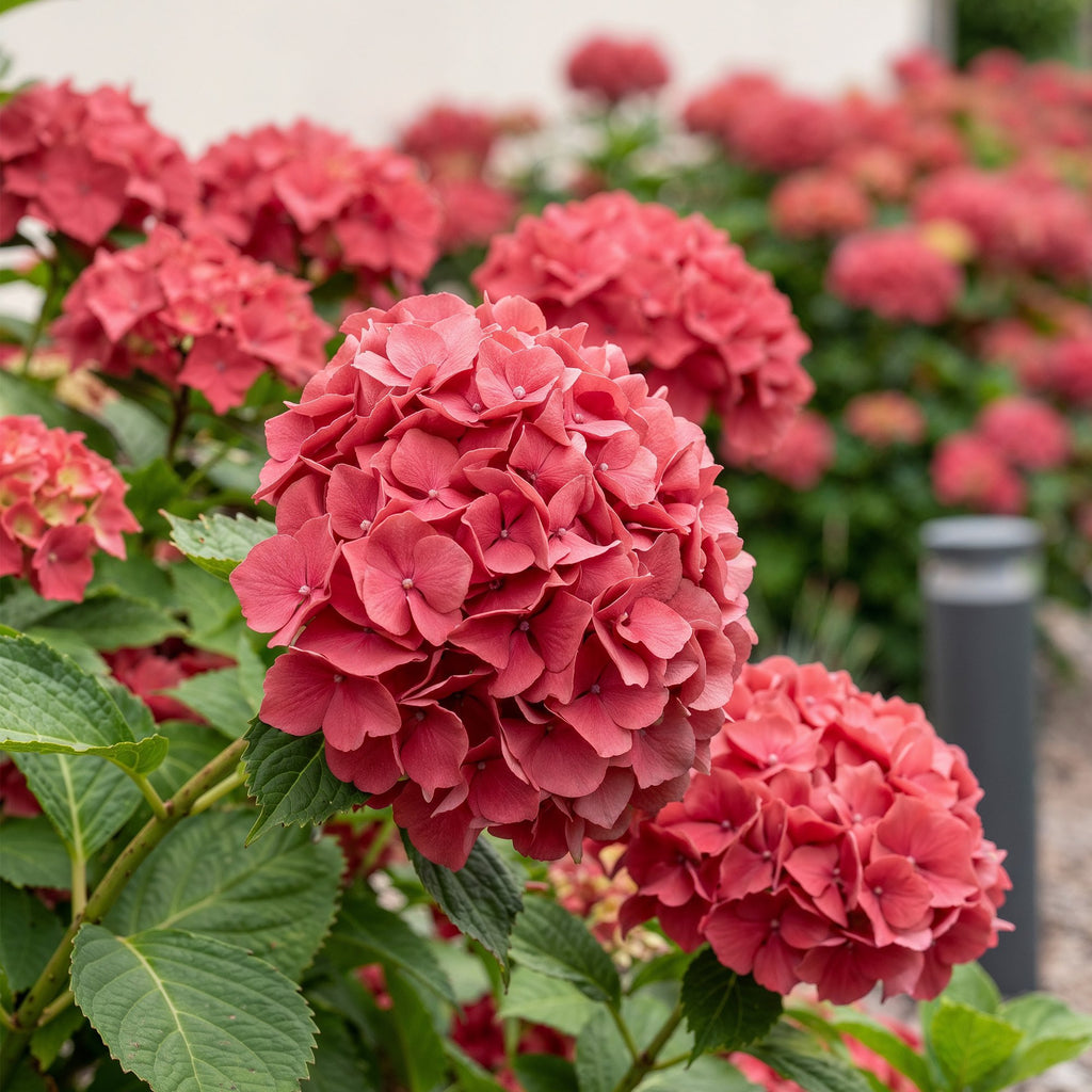 Hydrangea macrophylla 'Red' (Hortensie) – rot – Ø 17 cm, 30 cm hoch – Bild 3