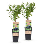 Lonicera caerulea 'Kamchatika' (honeyberry) – 2 plants, Ø15 cm, 50 cm high