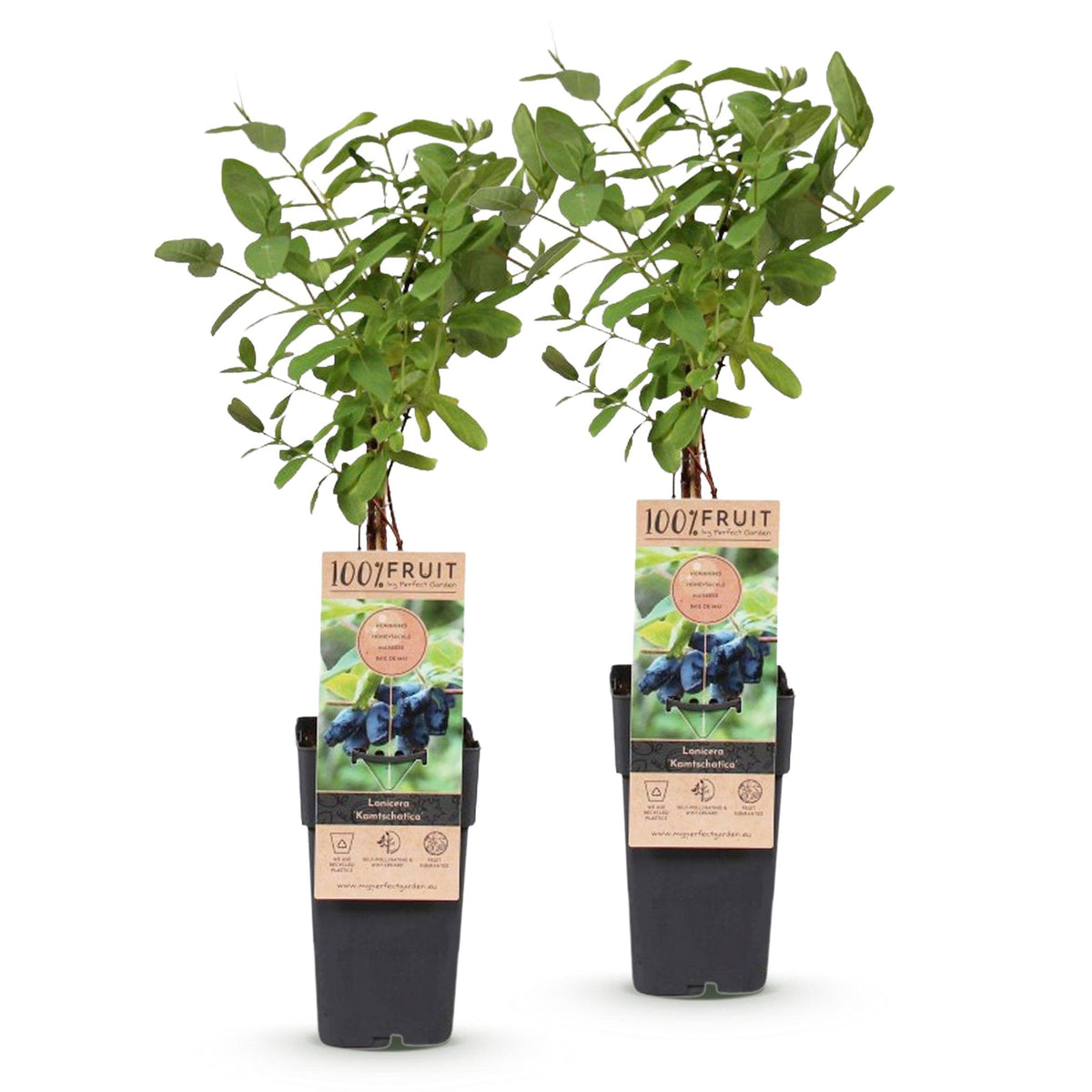 Lonicera caerulea 'Kamchatika' (honingbes) – 2 planten, Ø15 cm, 50 cm hoog