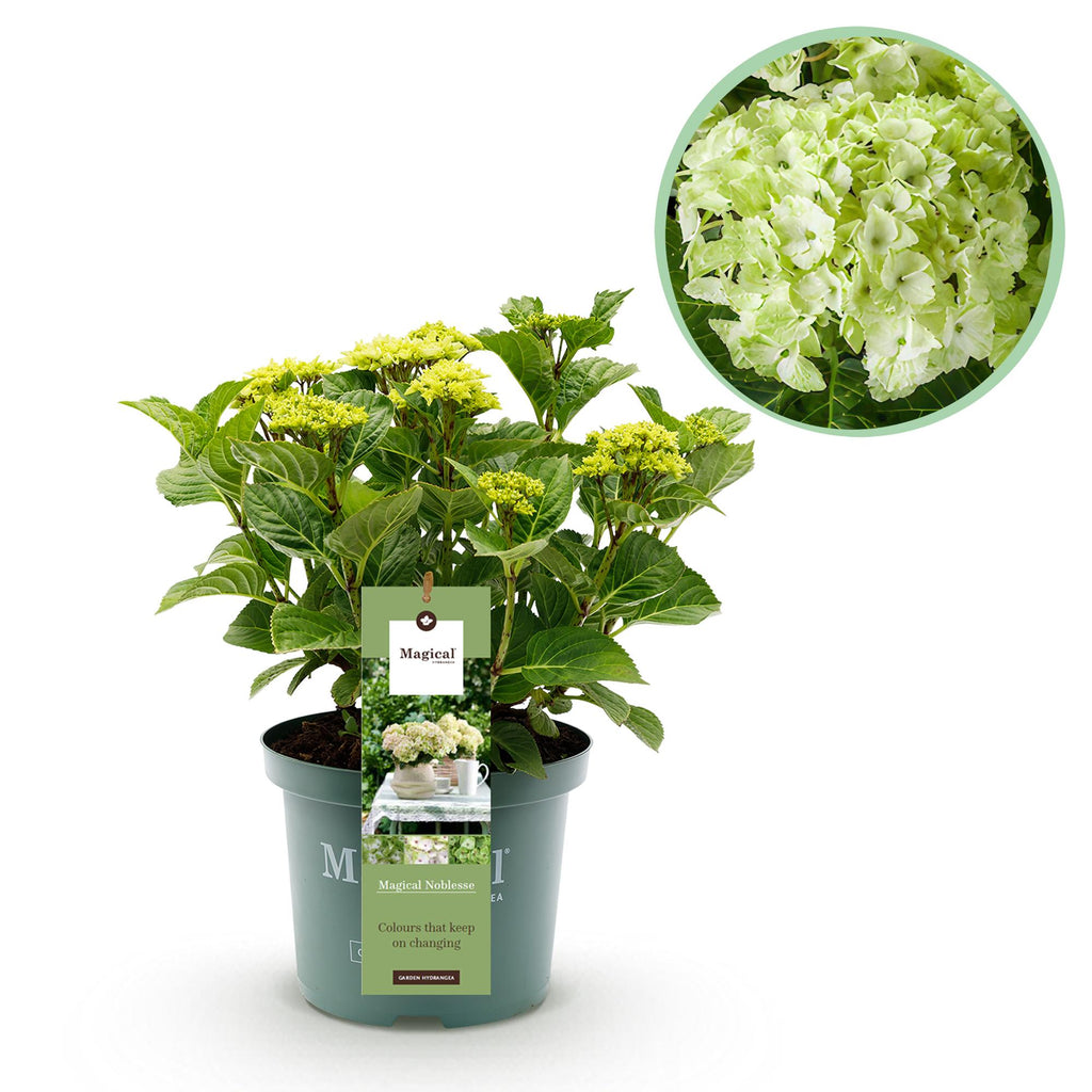 Hydrangea 'Magical Nobless' (Hortensie) – weiß – Ø 23 cm, 55 cm hoch