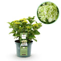 Hydrangea 'Magical Nobless' (Hortensie) – weiß – Ø 23 cm, 55 cm hoch