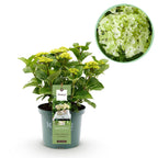 Hydrangea 'Magical Nobless' (Hortensie) – weiß – Ø 23 cm, 55 cm hoch