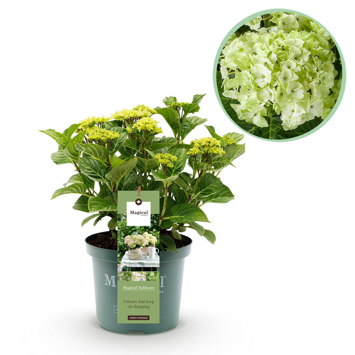 Hydrangea 'Magical Nobless' (Hortensie) – weiß – Ø 23 cm, 55 cm hoch