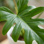 Philodendron Lacerum i Potter-pyntepotte hvid – Ø19 cm, 65 cm høj