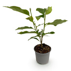 Magnolia liliiflora 'Nigra' – violett – Ø 12 cm, 30 cm hoch