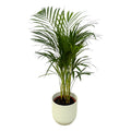 Areca palm (Dypsis) in Vibes Fold Round-sierpot wit – Ø19 cm, 85 cm hoog