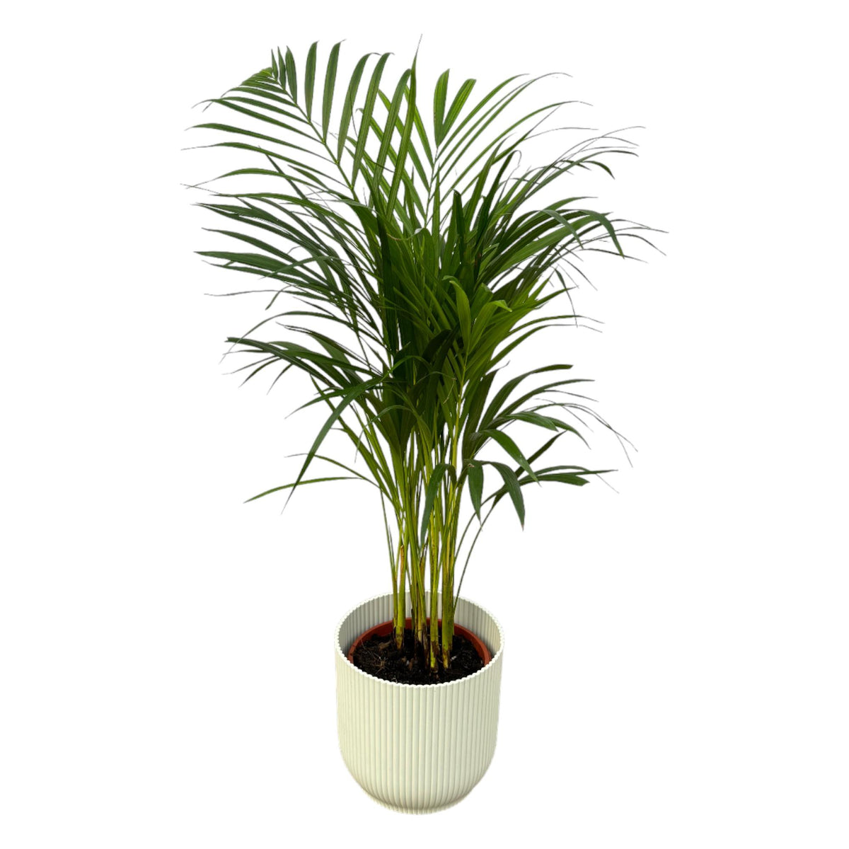 Palmier areca (Dypsis) dans pot décoratif Vibes Fold Round blanc – Ø19 cm, 85 cm de haut