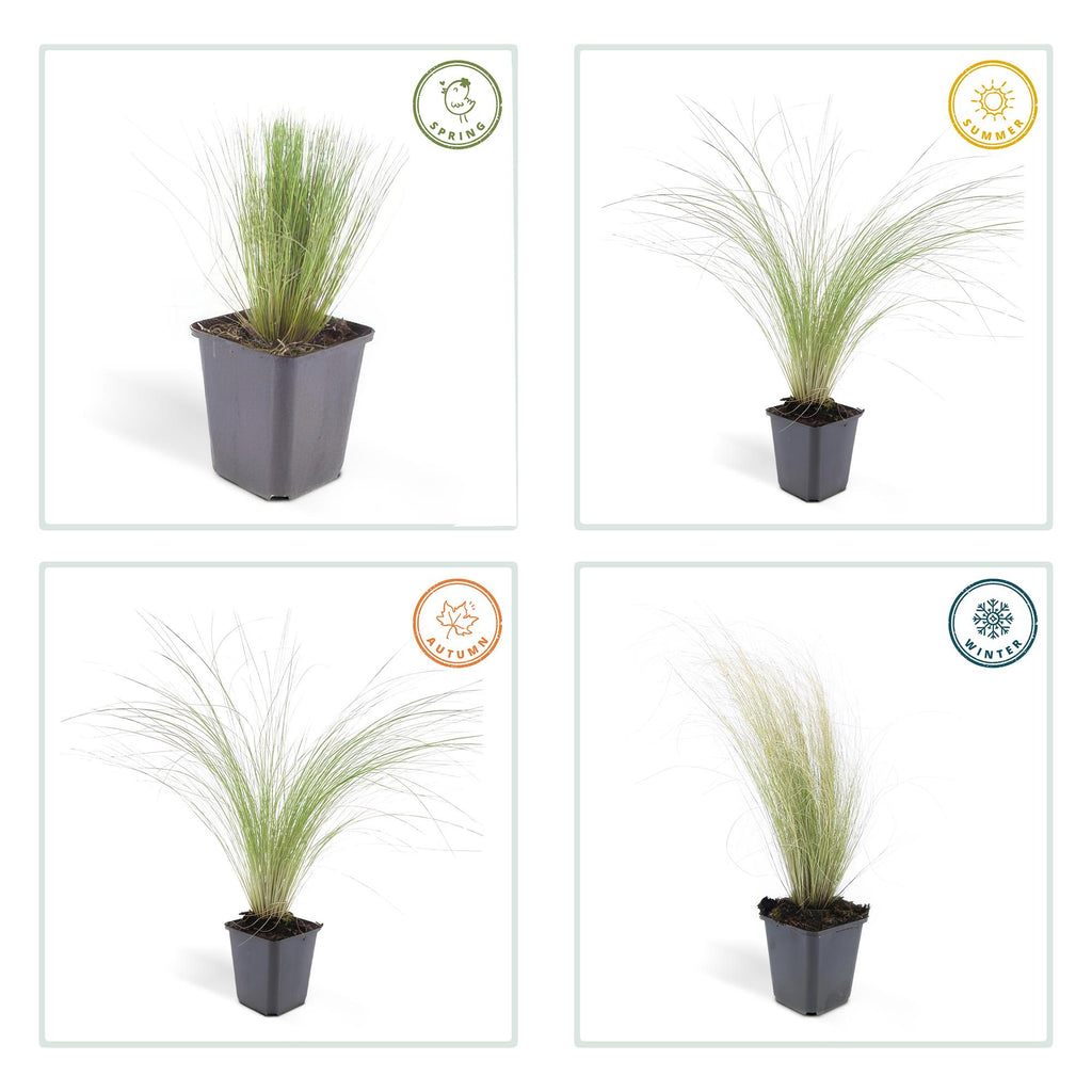 Stipa tenuissima 'Ponytails' (feather grass) – 12 plants, Ø9 cm, 10–25 cm high – photo 4