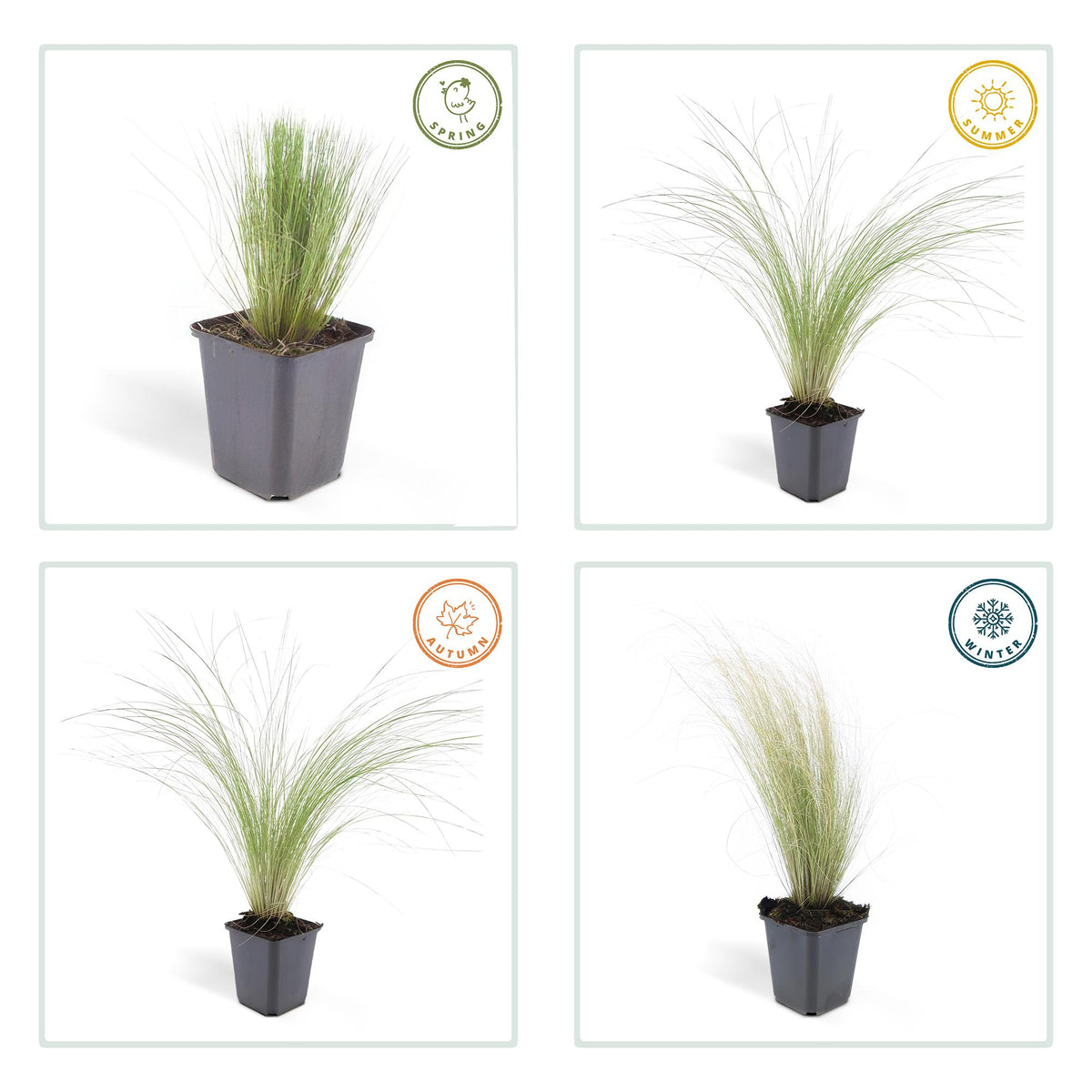 Stipa tenuissima 'Ponytails' (feather grass) – 12 plants, Ø9 cm, 10–25 cm high – photo 4
