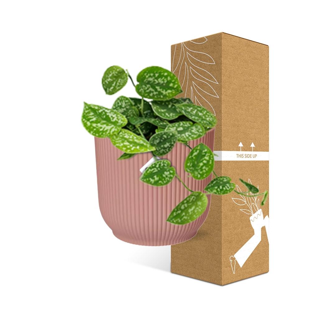 Scindapsus pictus ‘Argyraeus’ i ELHO Vibes Fold 14 cm pink – 20 cm høj