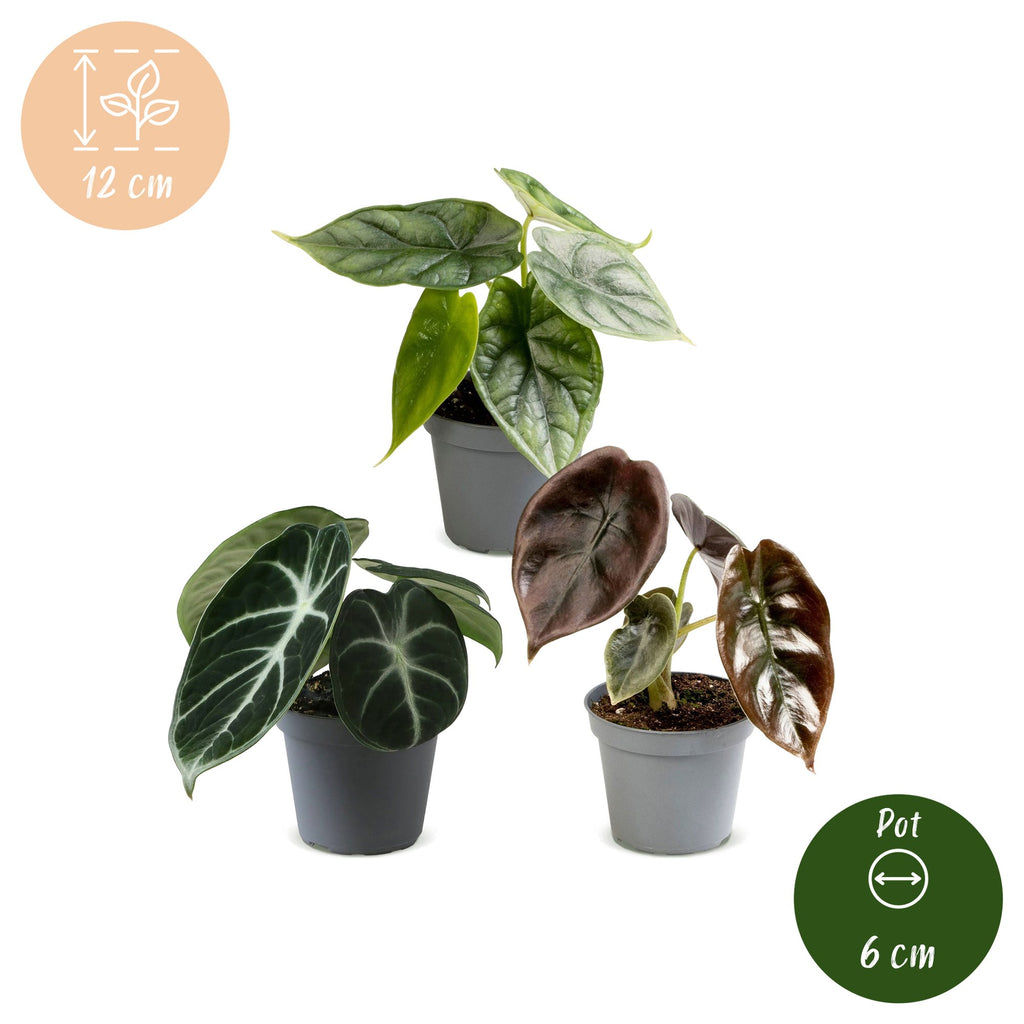 3× Baby Alocasia Tricolour (elefantøre) – Ø6 cm, 12 cm høj