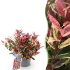 Leucothoe 'Colour Diamond' – brunet – Ø17 cm, 45 cm høj