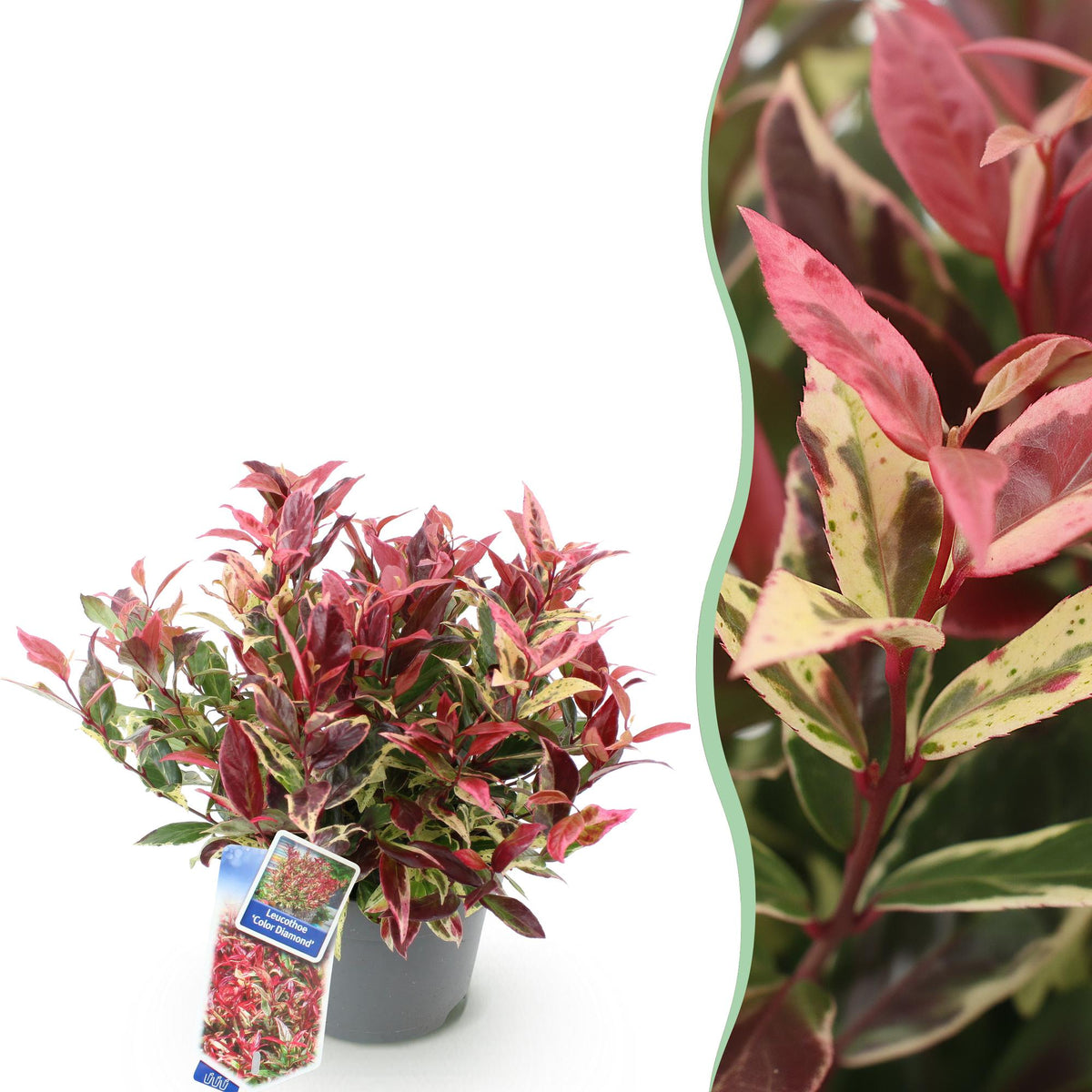 Leucothoe 'Colour Diamond' – brunet – Ø17 cm, 45 cm høj