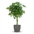 Schefflera Arab Nora (Bogenhanf) im grauen Tontopf – Ø 21 cm, 70 cm hoch