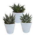 Mélange de Gasteria/Haworthia dans un pot blanc – Ø 10 cm, 18 cm de haut