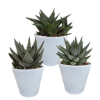 Mélange de Gasteria/Haworthia dans un pot blanc – Ø 10 cm, 18 cm de haut