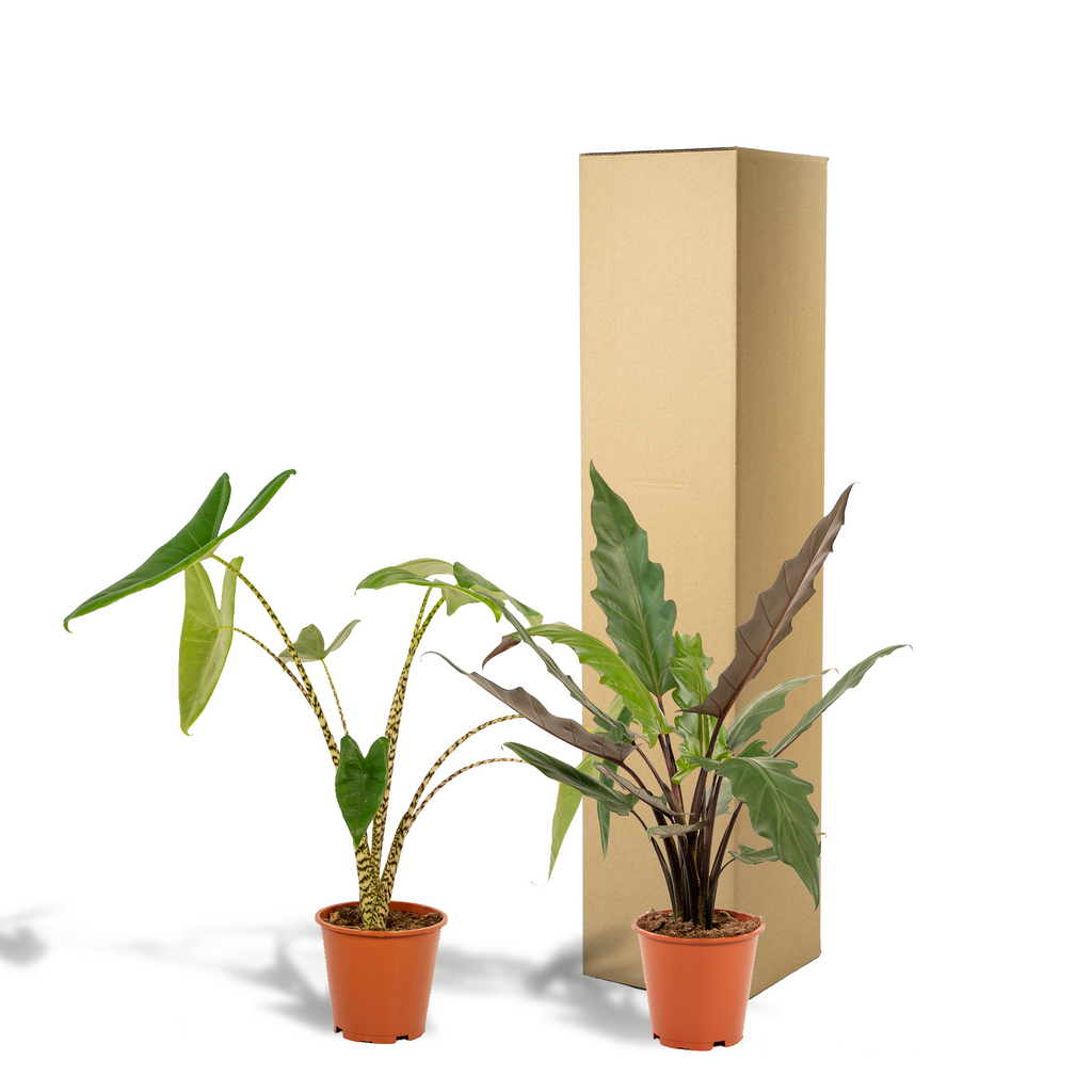Alocasia Lauterbachiana (elefantøre) – Ø19 cm, 75 cm høj – billede 6