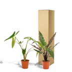 Alocasia Lauterbachiana (elefantøre) – Ø19 cm, 75 cm høj