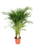 Dypsis lutescens (goudpalm) – Ø24 cm, 120 cm hoog