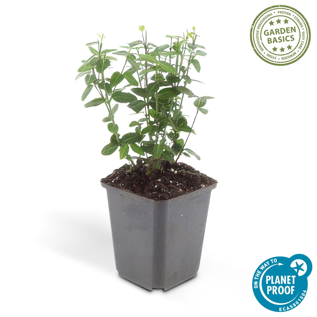 Euonymus fortunei radicans (kardinalskjulder) – 24 planter, Ø9 cm, 10–25 cm høje – billede 3