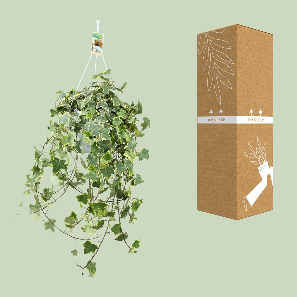 Hedera Helix Gold Child (klimop) – Ø24 cm