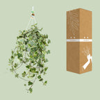 Hedera Helix Gold Child (klimop) – Ø24 cm