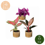 3× Baby Plants Paradise Mix incl. Linnea Honey – Ø6 cm, 10–15 cm tall