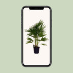 Livistona Chinensis (Fächerpalme) – Ø24 cm, 100 cm hoch