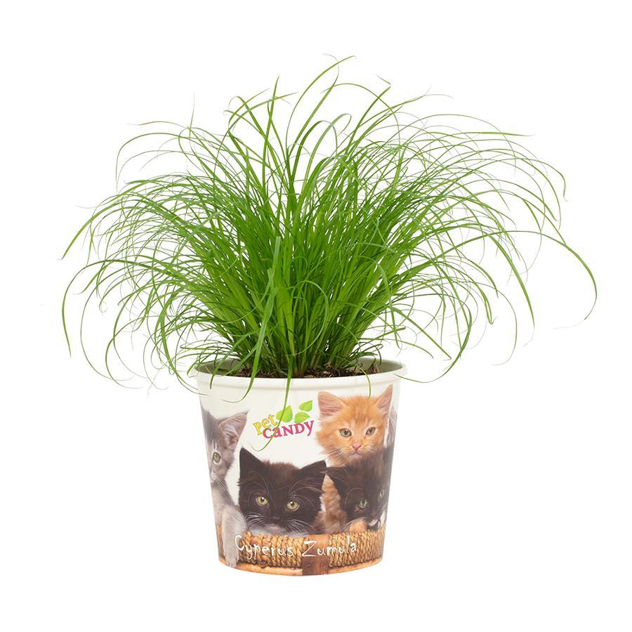 Cyperus Zumula (cyperusgras) – Ø12 cm, 23 cm hoog