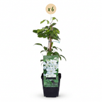 Clematis 'Jackmanii Huldine' (clématite) – blanc – 6 plantes, Ø9 cm, 35 cm de haut