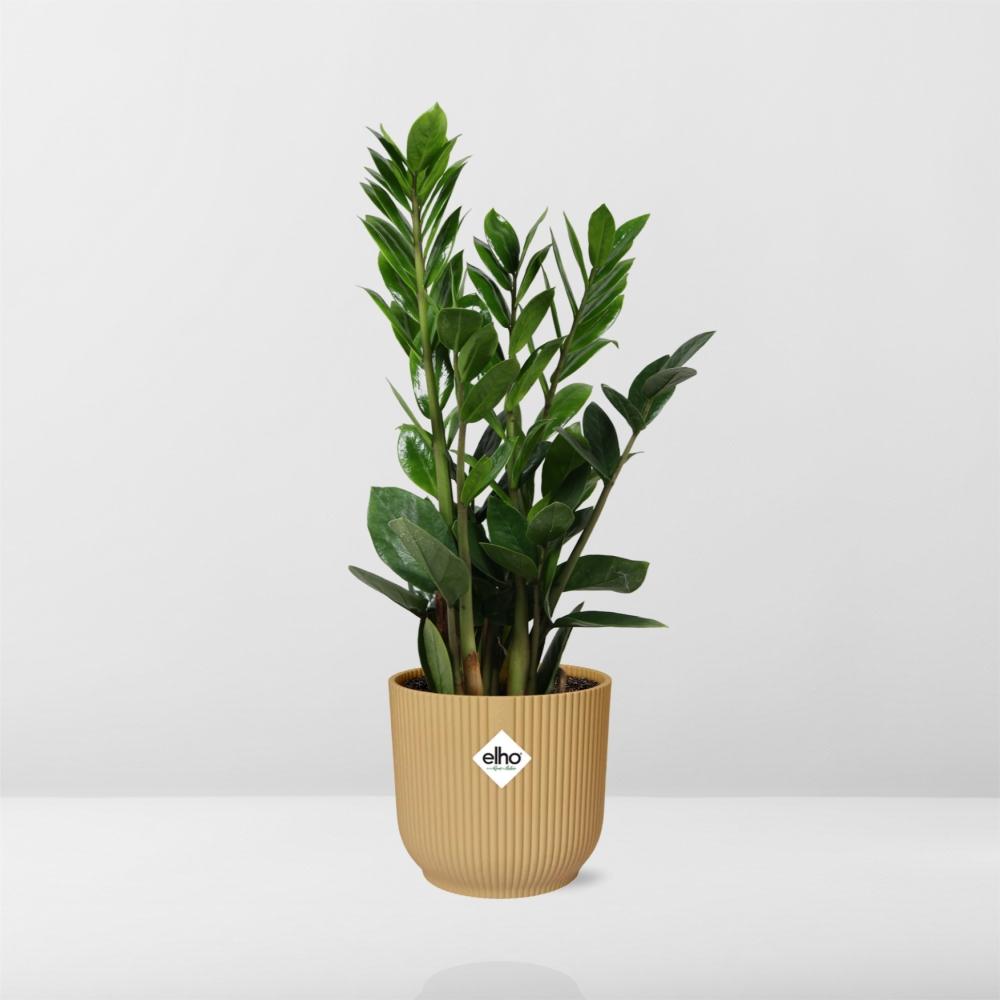 Zamioculcas (plante ZZ) – 40 cm de haut – jaune