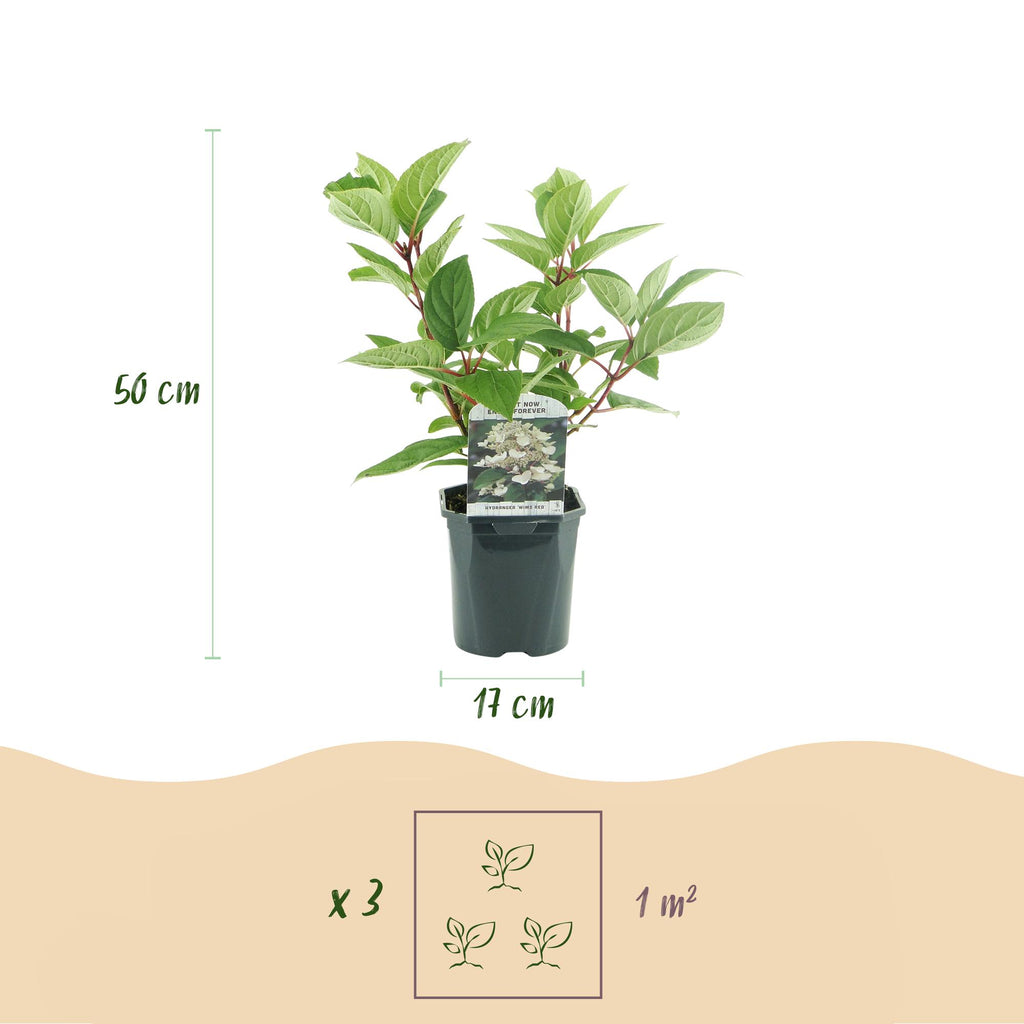 Hydrangea panniculata 'Wims Red' (hortensia) – hvid-rød – 3 planter, Ø17 cm, 50 cm høj – billede 3