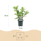Hydrangea panniculata 'Wims Red' (hortensia) – hvid-rød – 3 planter, Ø17 cm, 50 cm høj