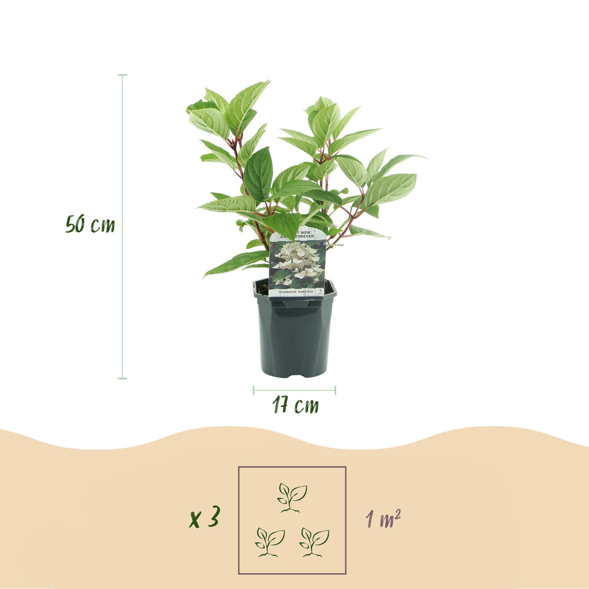 Hydrangea panniculata 'Wims Red' (hortensia) – wit-rood – 3 planten, Ø17 cm, 50 cm hoog