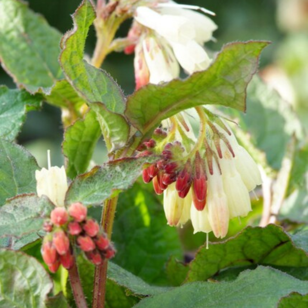 Symphytum grandiflorum (grande consoude) – 12 plantes, Ø9 cm, 10–25 cm de haut – photo 8