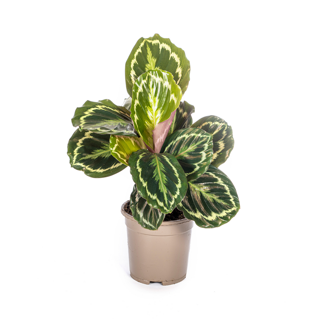 Calathea Medallion – Ø 17 cm, 40–50 cm hoch