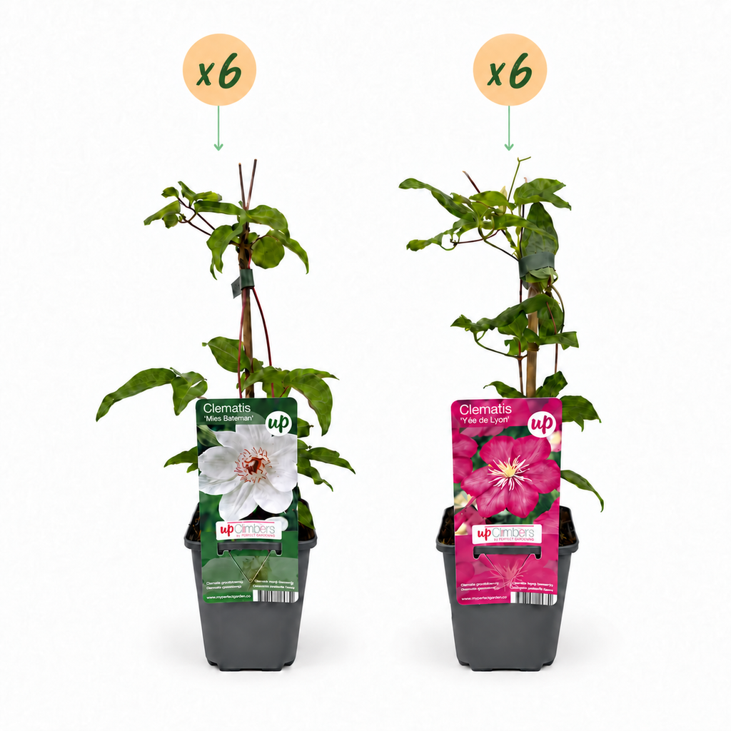 Clematis 'Duo Pink &amp; White' (grimpette) – blanc-rose – 12 plantes, Ø9 cm, 35 cm de haut – photo 2