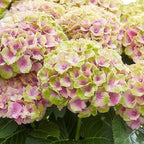 Hydrangea 'Magical Jewel Pink' (hydrangea) – pink – 2 plants, Ø23 cm, 55 cm high