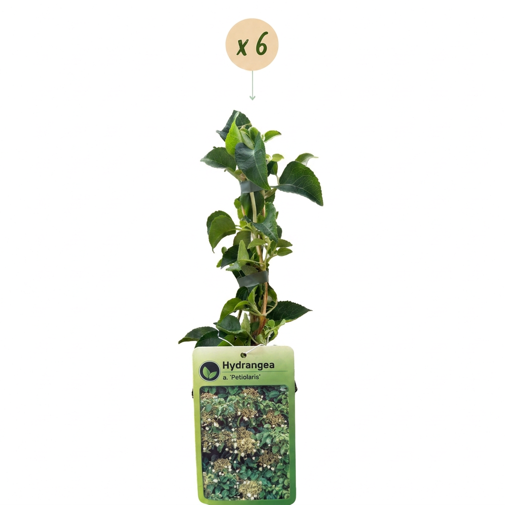 Hydrangea anomala petiolaris (hortensia grimpant) – blanc – 6 plants, Ø9 cm, 35 cm de haut – photo 2