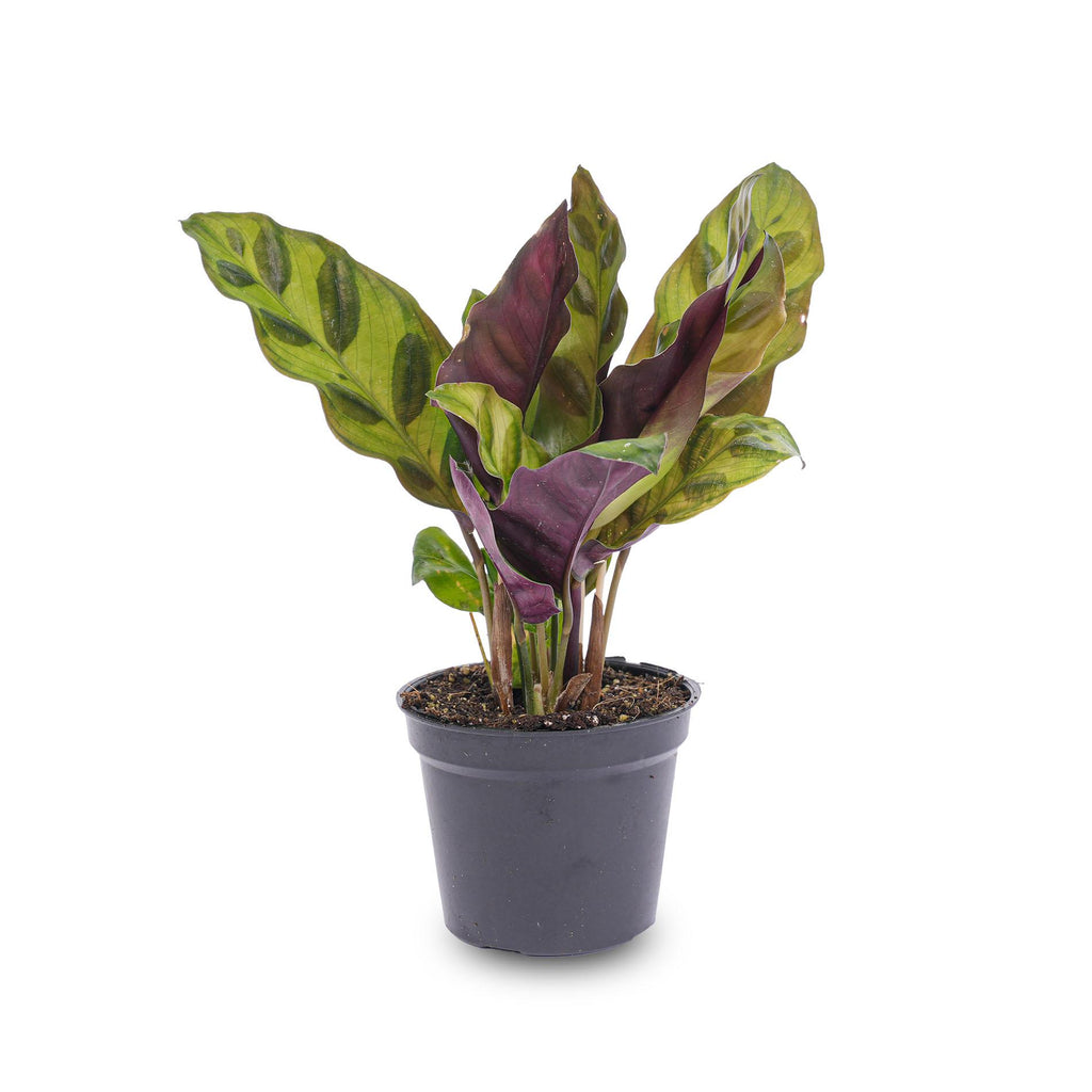 Calathea Lancifolia – Ø6 cm – pauwenplant