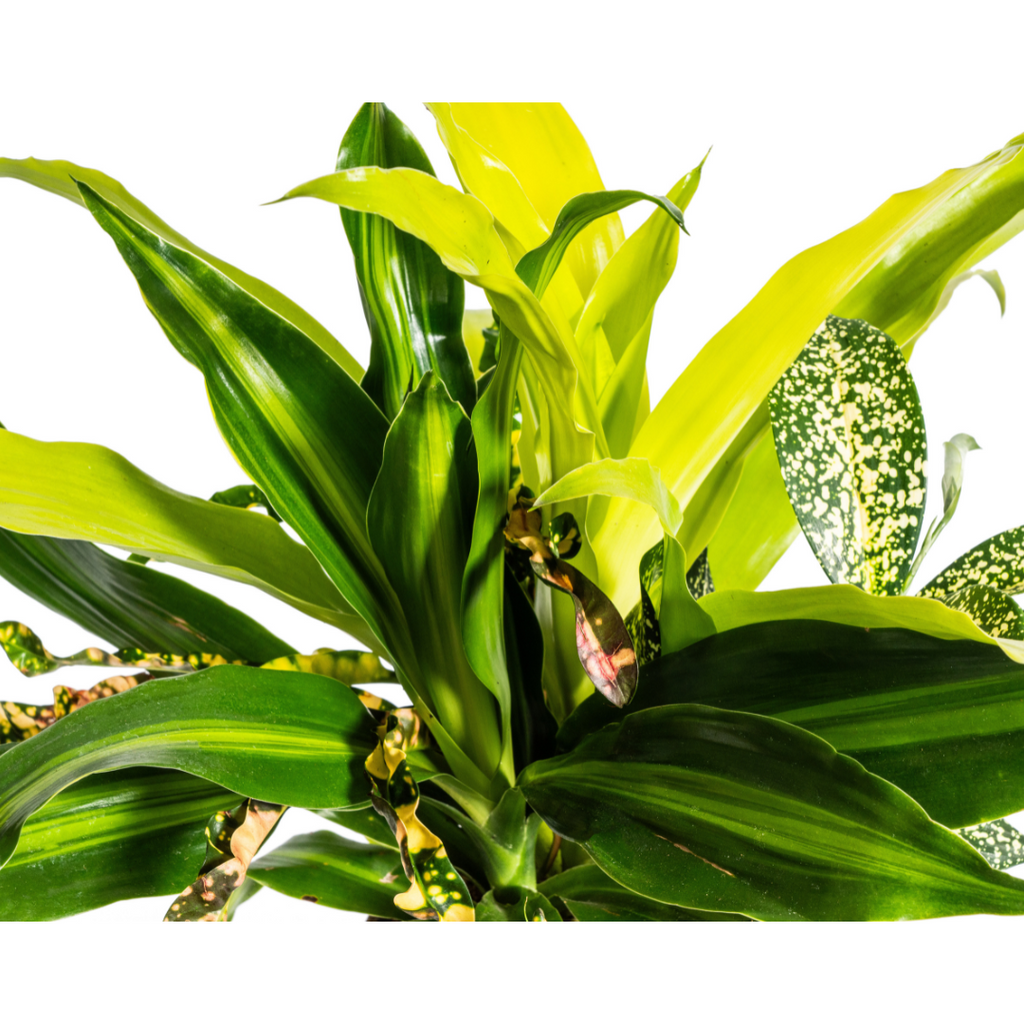 Plantenmix – Ø17 cm, 55–65 cm hoog