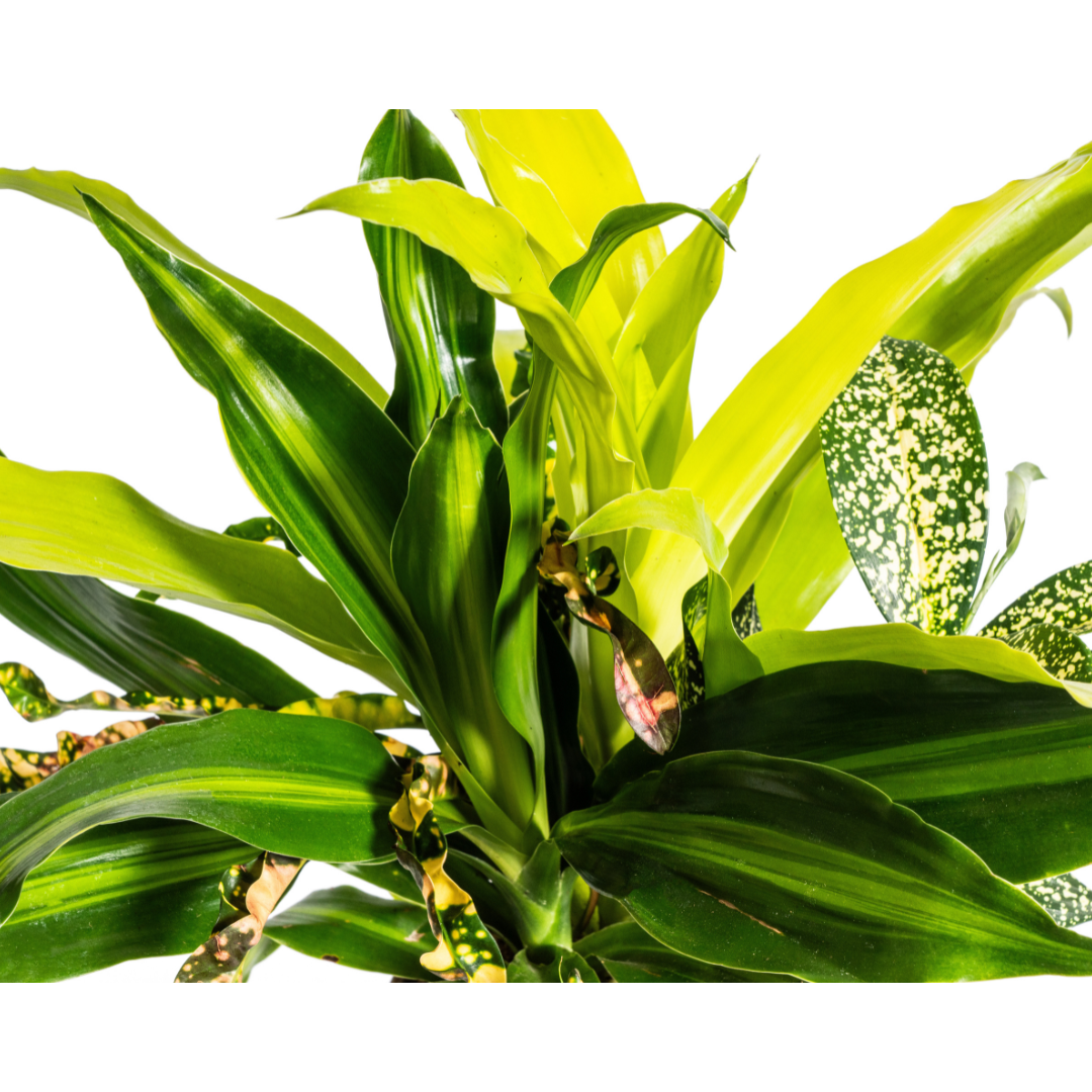 Plantenmix – Ø17 cm, 55–65 cm hoog