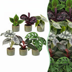 6× jeunes plantes Jungle Mix incl. Linnea Olive – Ø6 cm, 10–15 cm de haut