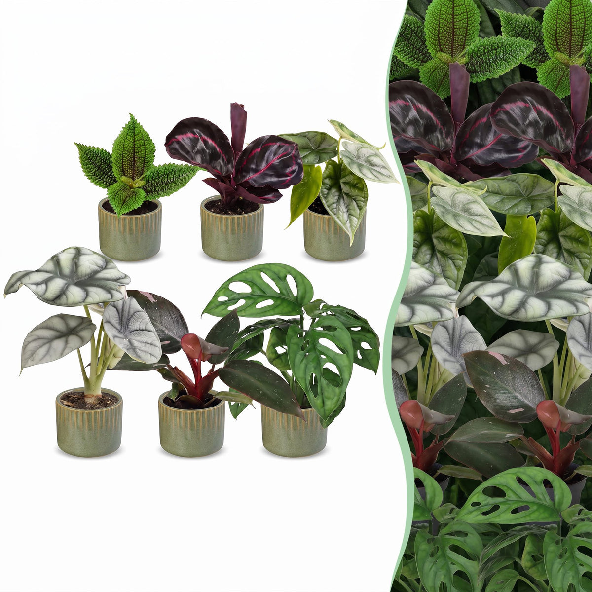 6× jeunes plantes Jungle Mix incl. Linnea Olive – Ø6 cm, 10–15 cm de haut