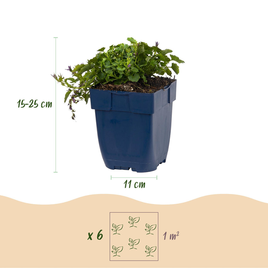 Campanula poscharskyana 'Stella' (jacinthe à feuilles de pêcher) – violet – Ø11 cm, 15–25 cm de haut – photo 3