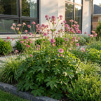 Astrantia major (astrantie majeure) – rose-blanc – 6 plantes, Ø11 cm, 15–25 cm de haut