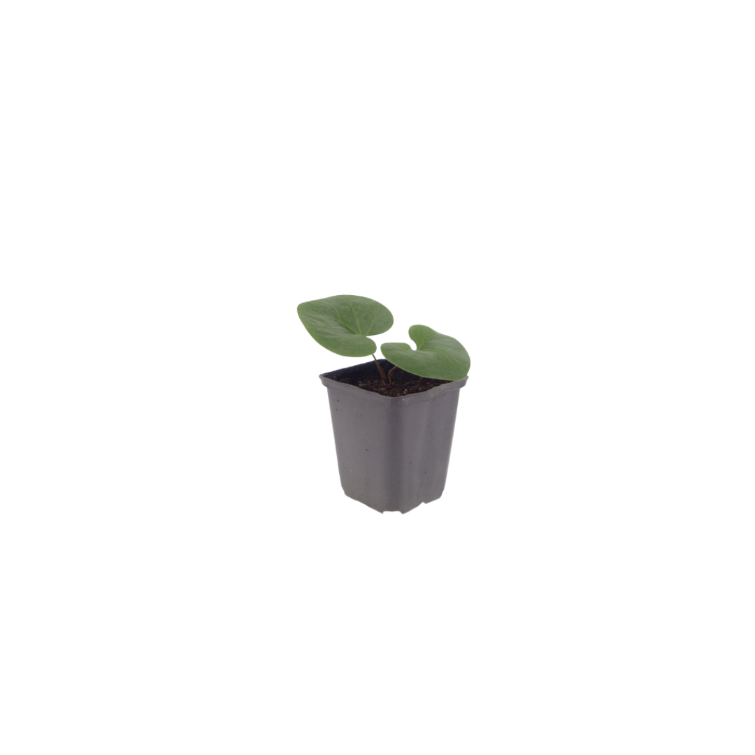 Asarum europaeum (Europäisches Wintergrün) – 60 Pflanzen, Ø 9 cm, 10–25 cm hoch – Bild 2